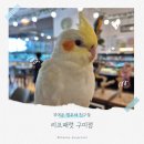 케이지모빌리티구미서비스프라자 | 구미 앵무새카페 리프패럿 방문 후기