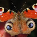 부산나비주