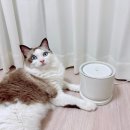 반려견토탈케어서비스 휴안 | LGU+스마트홈 우리집돌봄이 PET 음수량 케어 고양이 정수기