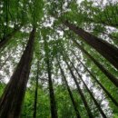 힐링애견 이미지