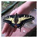 애벌레 나비 되다 anise swallowtail butterfly 이미지