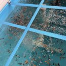 안성비단잉어 이미지