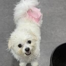 주인아 미용하고가 | 벌써 6월이 끝난다니 거짓말같다