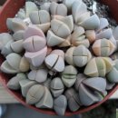 마옥농장 이미지