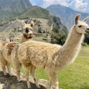 마롱가든 이미지