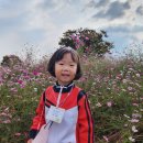 코스모스공원 이미지