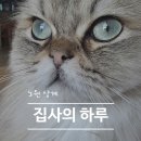 집사의하루 노원점 | 노원 아이랑 가볼만한 곳 | 결국 단골된 노원 고양이 카페 집사의 하루 재방문 솔직 후기