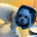 페트로동물의료원 이미지