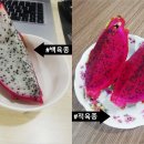 한국진돗개육종연구소 | 싸고 맛있는 베트남 용과 효능 (+용과농장 방문후기)