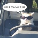 비 마이 퍼피 | 어쩌면 너는 이렇게도