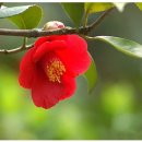 시영아파트 이미지