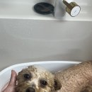 오월의 그루밍 이미지