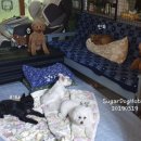 슈가독살롱 이미지