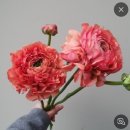 라크렘제과 앙금플라워 떡케이크 정규반 후기