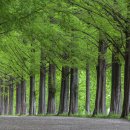 메타세콰이어길 이미지