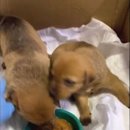 아이콘 동물병원 이미지