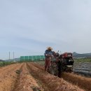 강화도 꿀고구마&속노랑고구마 판매합니다!!! 이미지