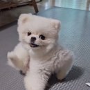딴청