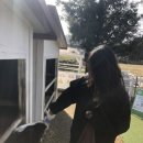 지영목장 이미지