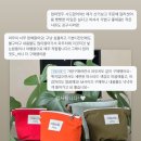 수니아 이미지