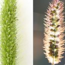 강아지풀 이미지