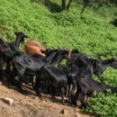 백봉흑염소 이미지