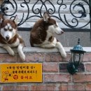 멍멍이 집 이미지