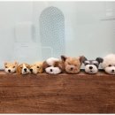 모랑펫살롱 이미지