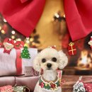 햇살애견미용실 이미지