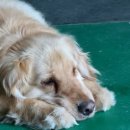 못된 강아지 이미지