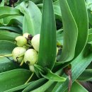 제주 토끼섬 문주란자생지 | 제주 토끼섬 문주란 자생지(천연 기념물 제 19호)