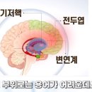 전두엽의 기능 이미지