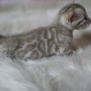 소유뱅갈캐터리 이미지