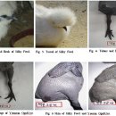 백봉 오골계의 사육유래와 계육의 특성(퍼온글) 이미지