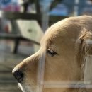 멍팔자 상팔자 이미지