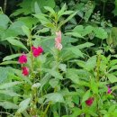 봉숭아물 물들이다 이미지