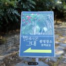 까멜리아 동백