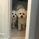 화정천서로4안길 | [정보] 강아지 둘째 입양 장단점 총정리 (다견 가정 현실 후기 포함🩷)