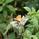 패랭이공원 이미지