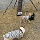 A8 | 태안 오션뷰 애견동반 캠핑장 / 캠핑드림 A8 사이트 재방문 후기