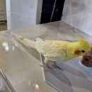 미어캣인더시티 이미지