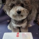 로아맘마 이미지