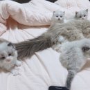 로지 데이즈