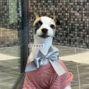 데려오개 이미지