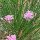 베로니카 이미지