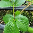 이춘식 농장 이미지