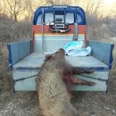 날으는돈까스 이미지