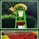 2025 드림파크 국화축제.2025.10.23.(2) 이미지