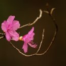 자주고름 이미지