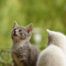 고양이 모래 세척 가능한 제품 추천 – 환경도 지갑도 지키는 선택!